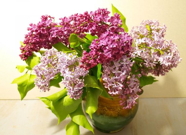 lilas,printemps,bouquet,vase,Floraison