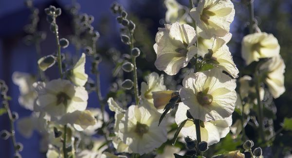 blomster, natur, makro, vand, aften, blomster