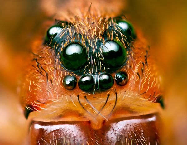 ligero,imágenes,retrato,macro,reflexión,verde