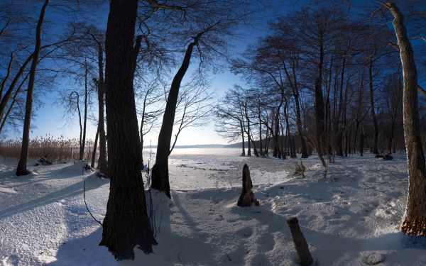 snow, crust, winter, trees, trunks