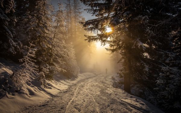 lumière du soleil, des arbres, paysage, forêt, la nature, nuit