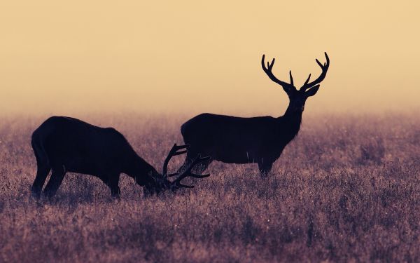 jeleń,Zwierząt,Natura,dzikiej przyrody,łoś,łąka