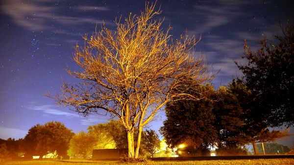 lumina soarelui, copaci, peisaj, apus de soare, noapte, natură