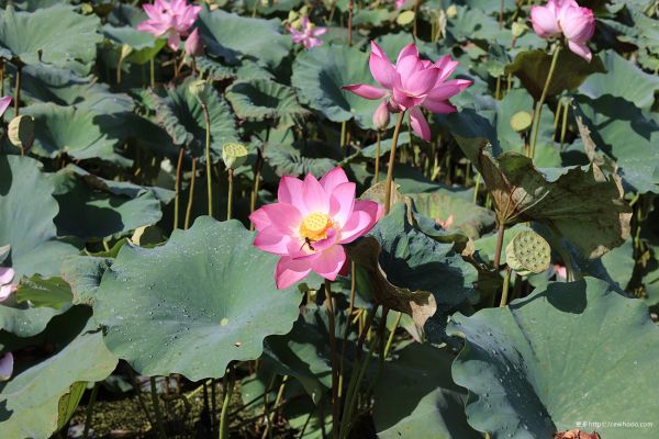 blomst, plante, Lotus, kronblad, botanik, plant community