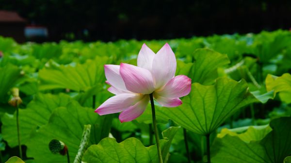 花卉,粉红色的花朵,性质,植物