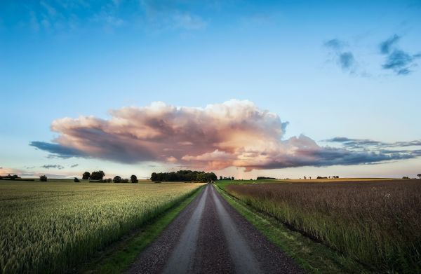 światło słoneczne, drzewa, krajobraz, las, zachód słońca, noc