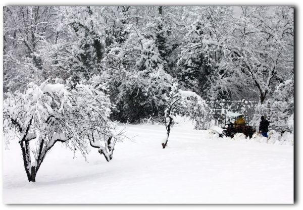 white,yellow,trees,snow,men,alberi