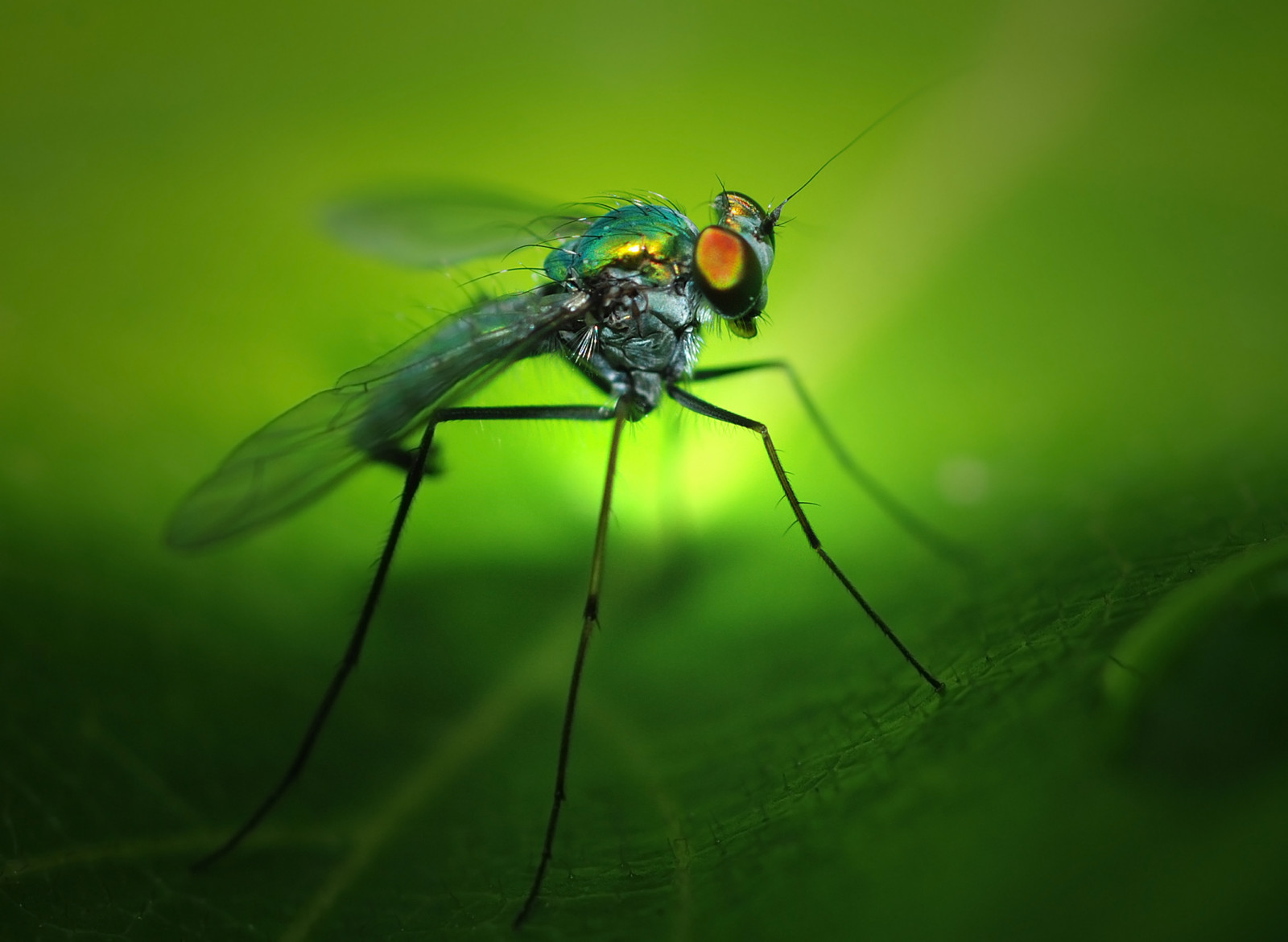 fargerik, natur, vinger, fotografering, insekt, grønn, flying, Fly, blad, blomst, dragonfly, vinge, damselfly, fauna, mywinners, aplusphoto, skadedyr, fab, nærbilde, makrofotografering, plantestammen, virvelløse, leddyr, compoundeyes, øyenstikkere og damseflies, netto bevingede insekter, youvsthebest, thepinnaclehof