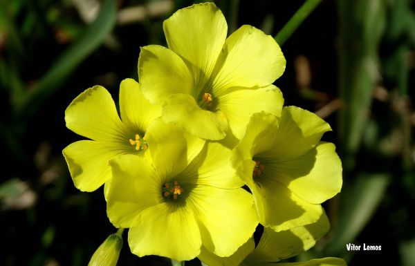 kuning,flor,Flora,alam,natura,planta