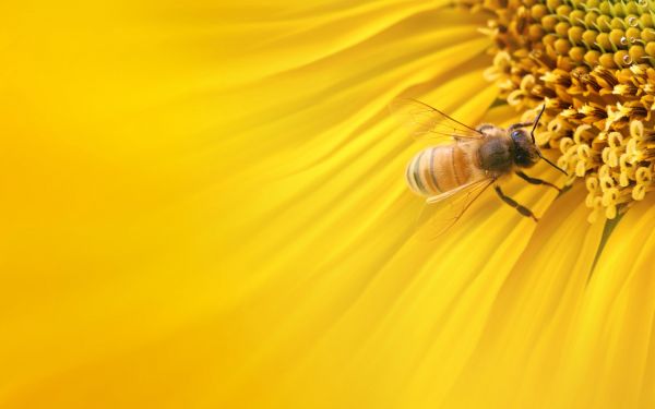 zonlicht,bloemen,planten,fotografie,macro,dieren