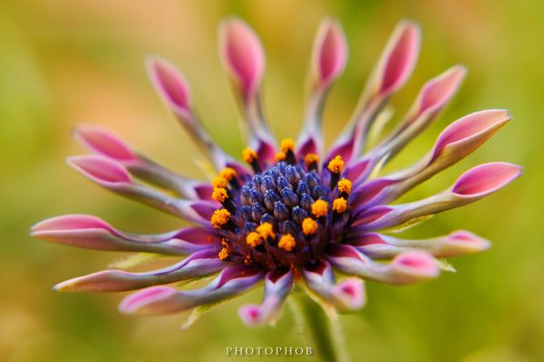 farverig, blomster, natur, planter, makro, fotografering