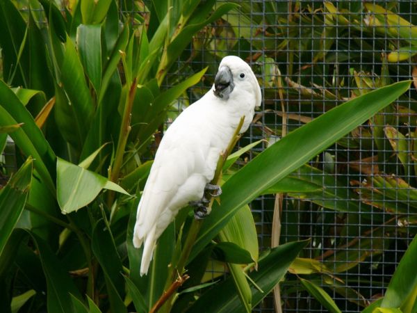 32,pássaro,papagaio,tropical,1600x1200 px,Cacatua