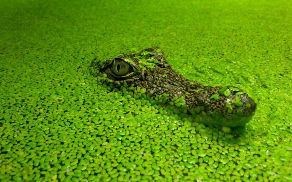 Animales,naturaleza,césped,campo,verde,anfibio