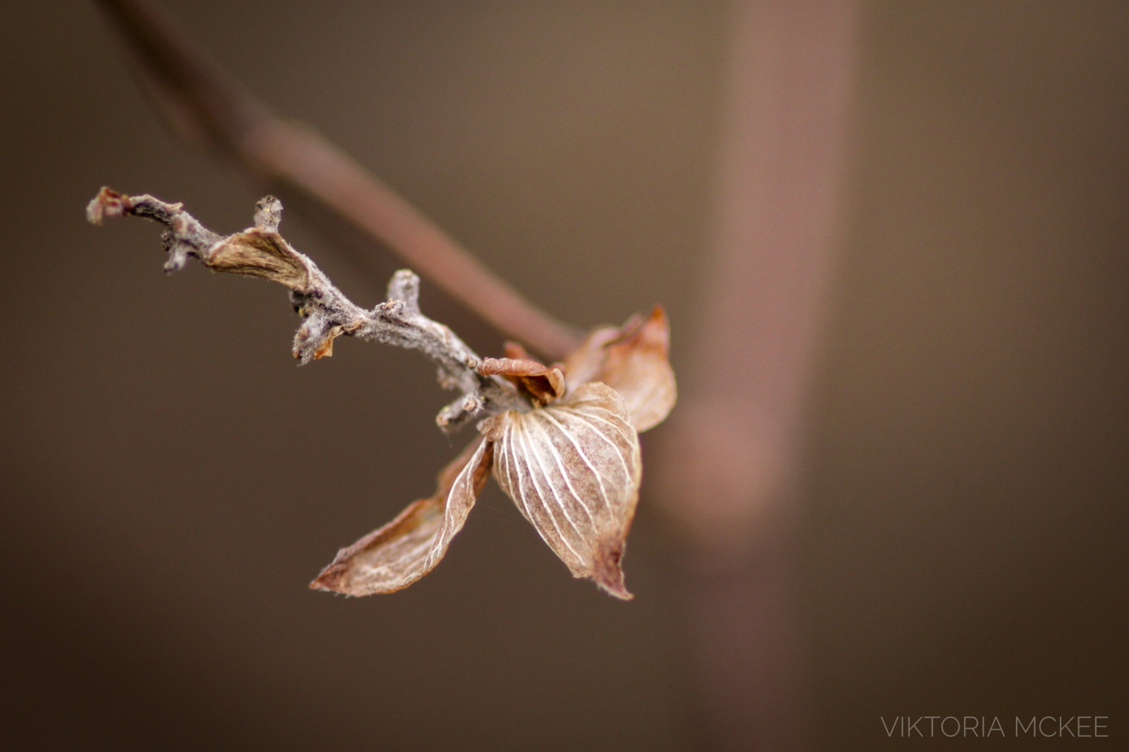 Natur, Makro, Ast, Insekt, Bokeh, Frühling, Verblasst, Pflanze, Makro, Pest, Naturliebhaber, Naturfotografie, Makrotraum, Natureshot, Makrofotografie, Zweig, Nahansicht, Makrofotografie, Pflanzenstamm, Membran geflügeltes Insekt, Makrounlimited, Natureshots, Makrofotografie, Makroshots, Macroworld, Macrolovers, Makromood, Macrolove, stock photography