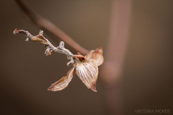 Natur,Makro,Ast,Insekt,Bokeh,Frühling