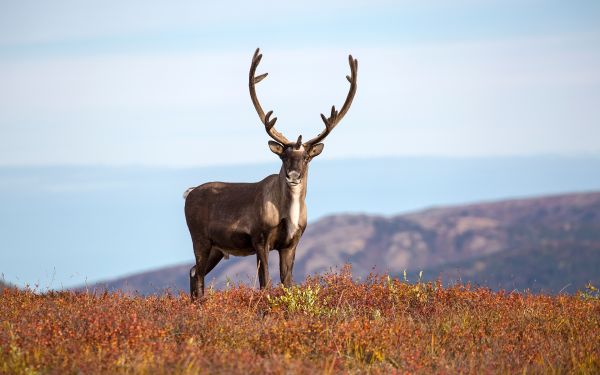 Bois de bois,animaux,cerf