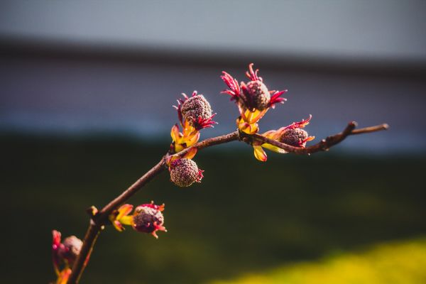 naturaleza,rojo,fotografía,Flores,Plantas,rama