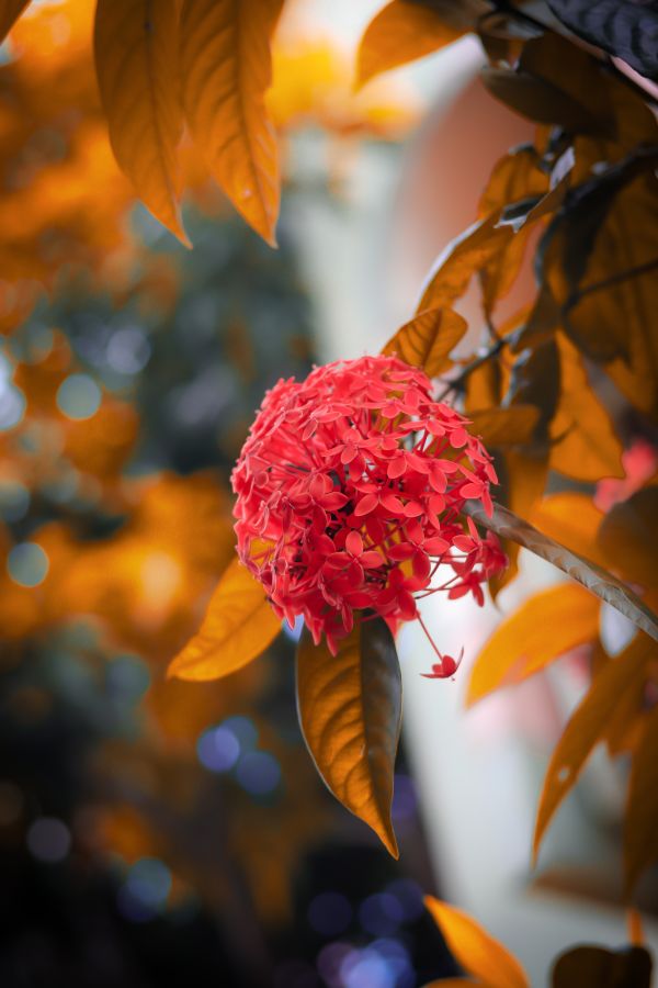 bokeh,λουλουδόκηπος,Canon Rebel Sl3,φύση,closeup,λουλούδια