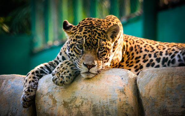 Jaguar,Дикая кошка,Хищник,смотреть