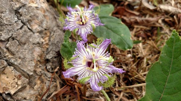 Vignes,fleur,plante,flore,la nature,Fleur sauvage