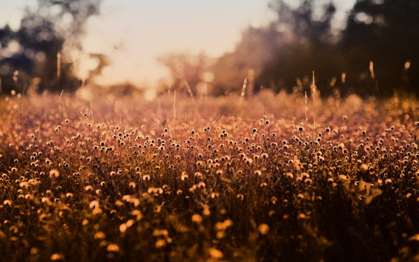 natur,planter,solnedgang,blomster,landskap