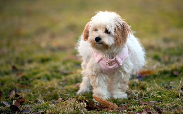 chien,chiot,feuilles,herbe,marche,duveteux