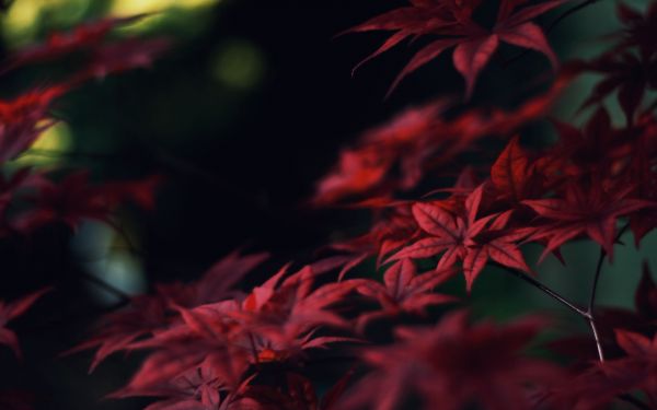 zonlicht, bladeren, natuur, macro, tak, rood