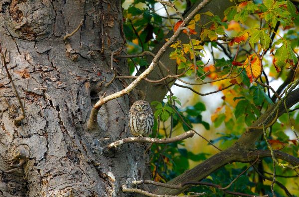 la nature, branche, des arbres, animaux, faune, hibou