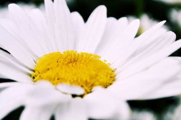 blomster, natur, tulipaner, regn, fotografering, insekt