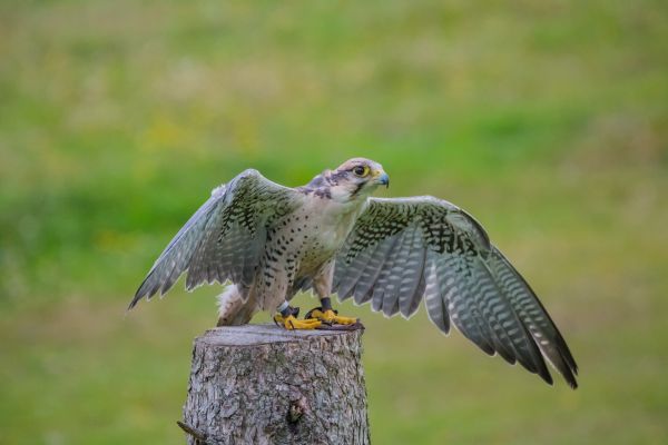 野生動物,猛禽,デンマーク,嘴,ファルコン,鳥