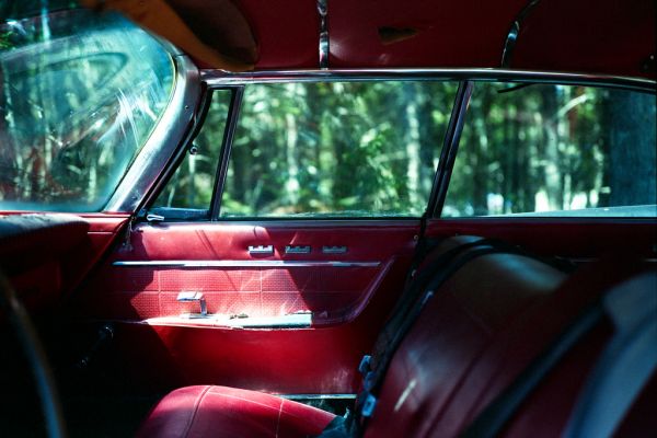 ciervo, coche, rojo, interior, vehículo, Inglaterra