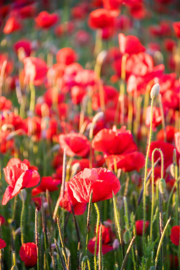 vermelho,campo,Cajado,flor,plantar,Papoila