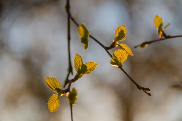 sollys,natur,gren,soloppgang,grønn,fotografering