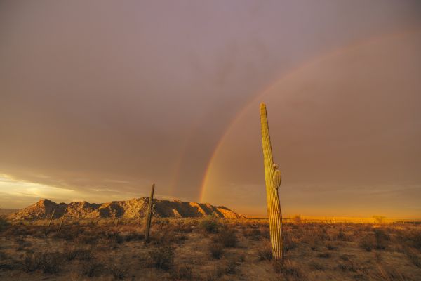 naturaleza,montañas,Desierto,cactus,paisaje,cielo