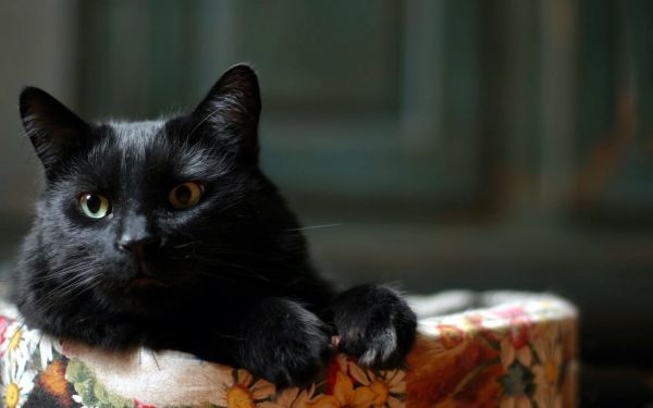 black, cat, animals, whiskers, black cats, Black Cat