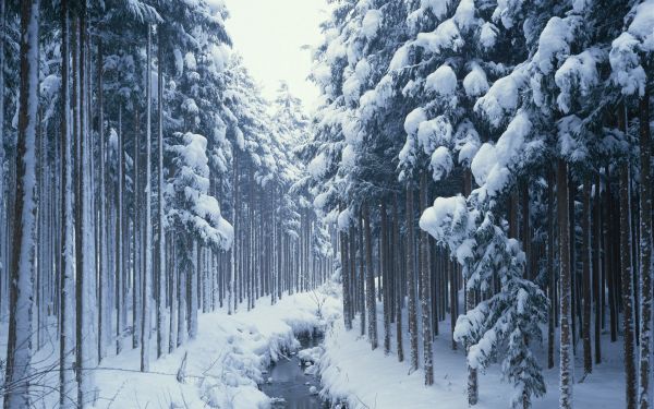 hiver,des arbres,bois,rivière,courant,canal