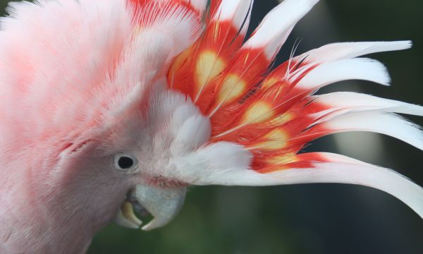 των ζώων,φύση,αγάπη,closeup,μακροοικονομική,παπαγάλος