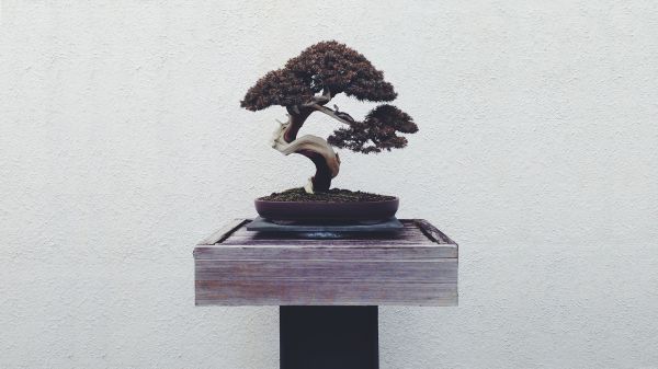 bonsai,skulptur,KUNST,potteplante