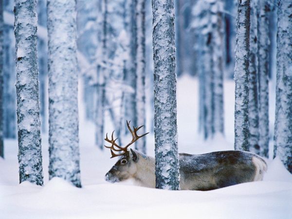 deer, animals, snow, trees, forest, nature