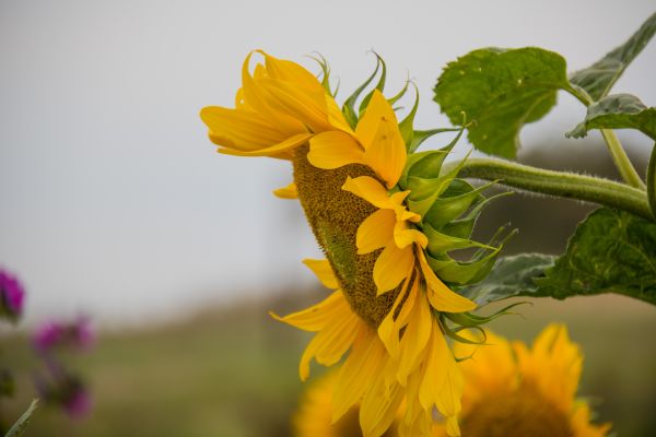 solljus,natur,fält,fotografi,grön,gren