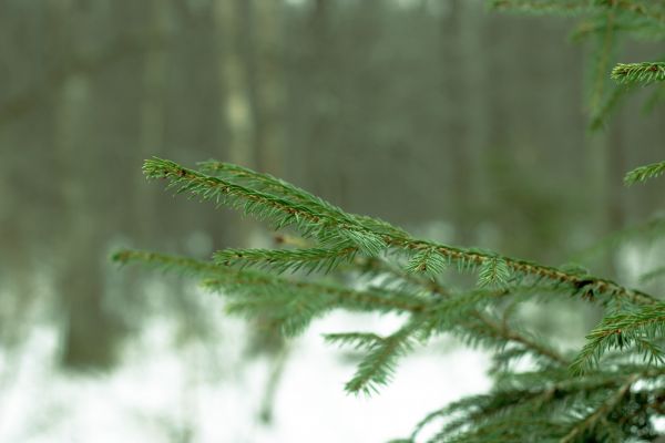 makro, gren, grön, gräs, Frost, gran