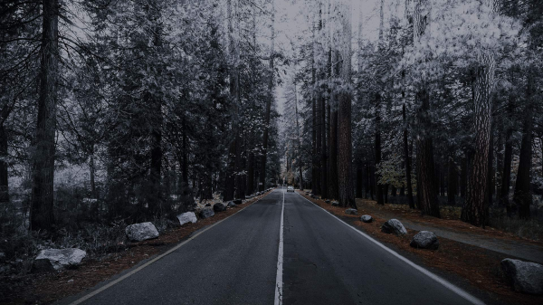 paesaggio,alberi,strada