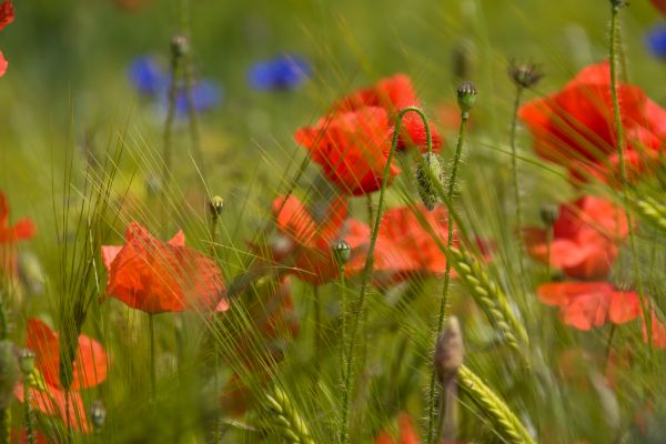 nature, grass, field, wheat, flower, autumn