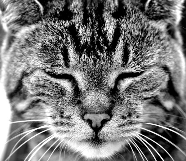 Katze,Tabby,Bw,Gesicht,SW,Kater