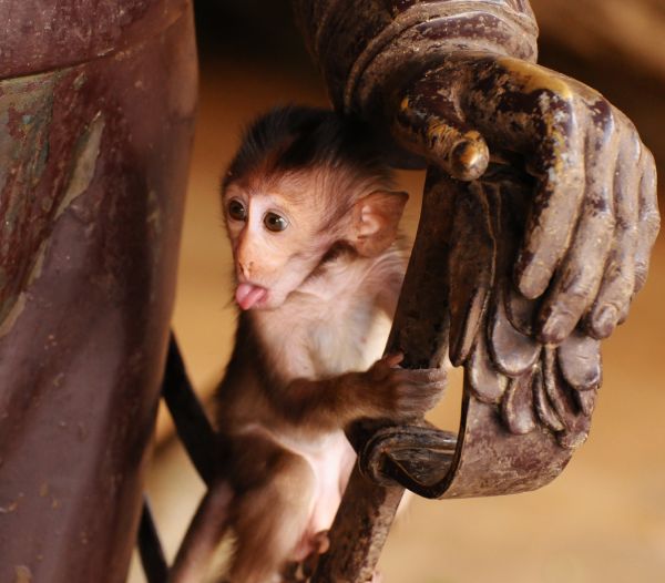 baby,ansigt,tunge,børn,Thailand,abe