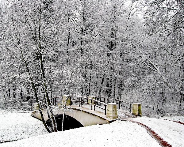 landscape,monochrome,park,snow,winter,branch