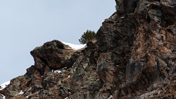 neve,Abeto,mountain view,mountain top,Arbustos,Plantas