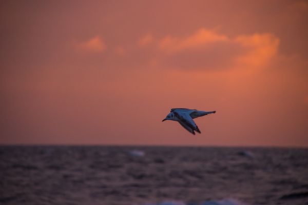 solnedgang,hav,himmel,Strand,soloppgang,kveld