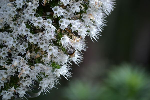 flori, natură, plante, fotografie, ramură, insectă