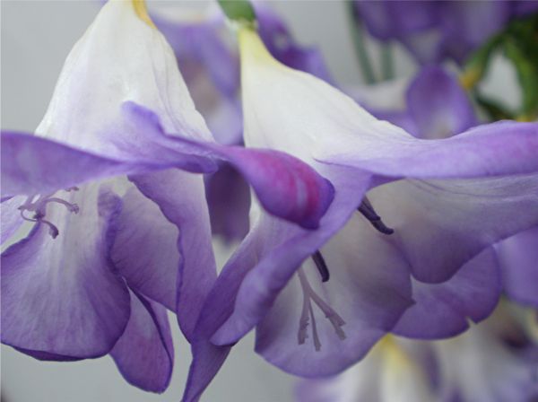 bloem,macro,fleur,lamp,de lente,Purper